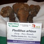pisolithus arhizus